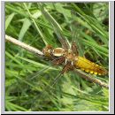 Libellula depressa - Plattbauch w05.jpg
